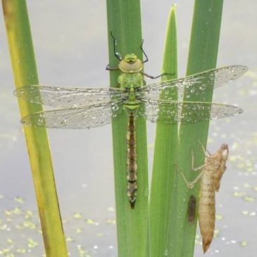 Dragonflies emerging